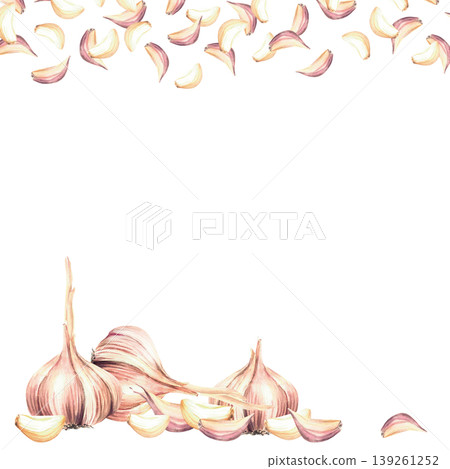 Watercolor Garlic frame. Vegetables whole bulb and cloves. Realistic hand drawn illustration isolated from background. Square template for culinary herb spice, seasoning label, food packaging design. Watercolor Garlic frame. Vegetables whole bulb and cloves. Realistic hand drawn illustration isolated from background. Square template for culinary herb spice, seasoning label, food packaging design. 139261252