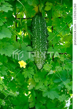 A green curtain of summer vegetables A green curtain of summer vegetables 139261260