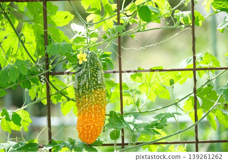 夏季蔬菜的綠色帷幕 139261262