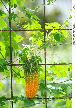 A green curtain of summer vegetables A green curtain of summer vegetables 139261263