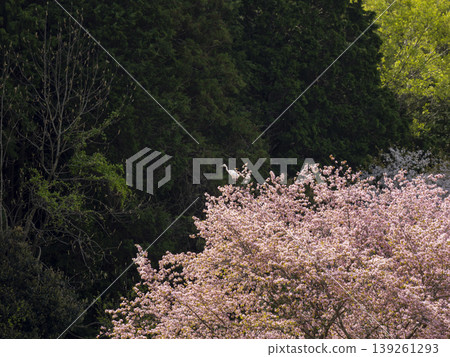 A great egret perched on a cherry tree in the foothills. A great egret perched on a cherry tree in the foothills. 139261293