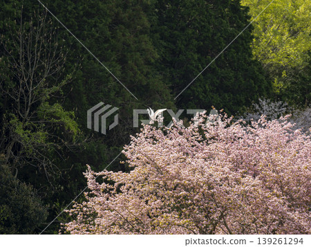 A great egret perched on a cherry tree in the foothills. A great egret perched on a cherry tree in the foothills. 139261294