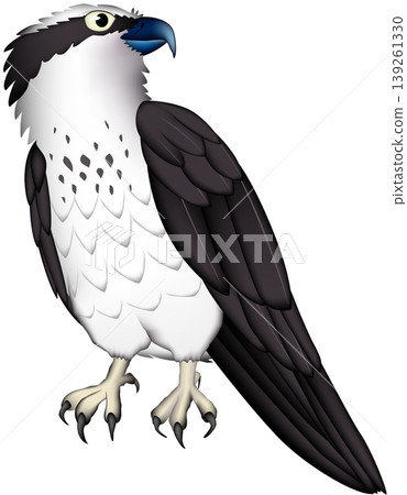 可愛的猛禽/野生鳥類插圖：鷂，白色背景，單隻鳥，向量格式。 139261330