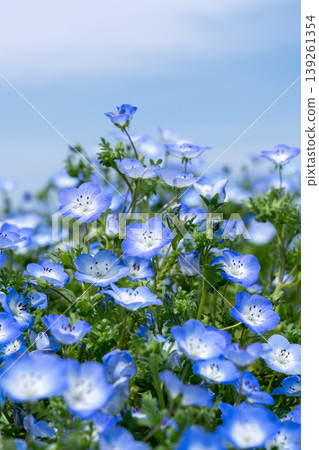 藍天和nemophila 139261354