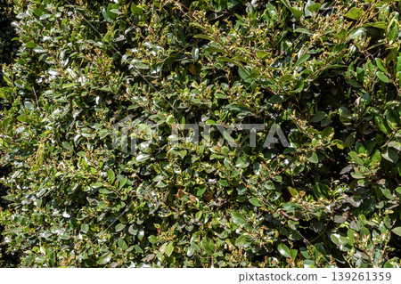 Distylium racemosum (Hamamelidaceae family) is planted as a street tree and garden tree. 139261359