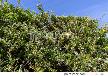 Distylium racemosum (Hamamelidaceae family) is planted as a street tree and garden tree. 139261360