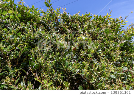 Distylium racemosum (Hamamelidaceae family) is planted as a street tree and garden tree. 139261361