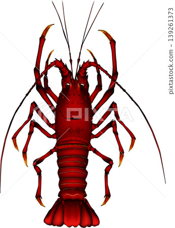 海洋生物插圖:龍蝦,向量格式,白色背景上的單張圖片。 海洋生物插圖:龍蝦,向量格式,白色背景上的單張圖片。 139261373