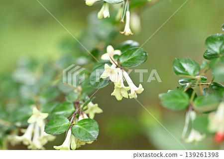 The flower of *Aridoshi* (Ant-piercing plant), a member of the Rubiaceae family. The flower of *Aridoshi* (Ant-piercing plant), a member of the Rubiaceae family. 139261398