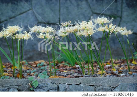 White spider lilies at Hirano Shrine in Kyoto 139261416