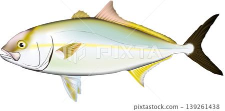 魚類插圖：“琥珀魚”（日本琥珀魚），向量格式，白色背景。 139261438