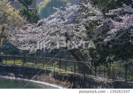 [Kyoto] The cherry blossoms were in full bloom and lit up along the walking path beside the Lake Biwa Canal in Yamashina. 139261547