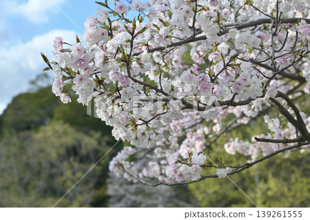 [Kyoto] The cherry blossoms were in full bloom and lit up along the walking path beside the Lake Biwa Canal in Yamashina. 139261555