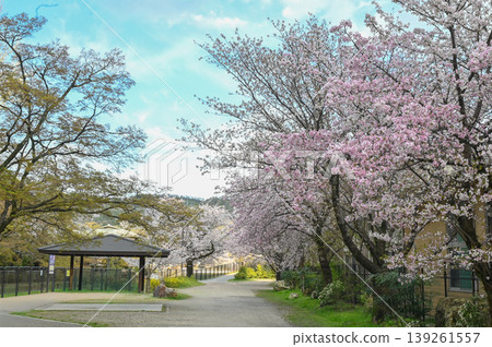 [Kyoto] The cherry blossoms were in full bloom and lit up along the walking path beside the Lake Biwa Canal in Yamashina. 139261557