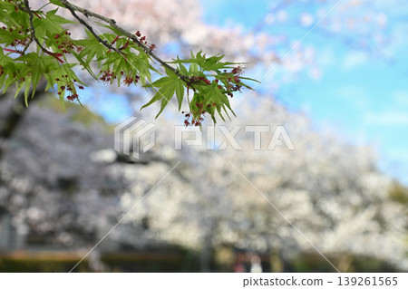 [Kyoto] The cherry blossoms were in full bloom and lit up along the walking path beside the Lake Biwa Canal in Yamashina. 139261565
