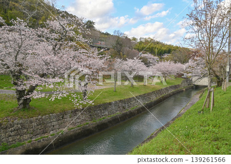 [Kyoto] The cherry blossoms were in full bloom and lit up along the walking path beside the Lake Biwa Canal in Yamashina. 139261566
