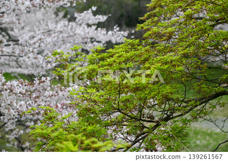 [Kyoto] The cherry blossoms were in full bloom and lit up along the walking path beside the Lake Biwa Canal in Yamashina. 139261567