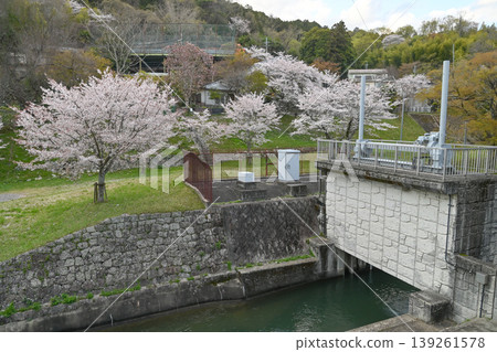 【京都】山科琵琶湖運河旁的步道上,櫻花盛開,熠熠生輝。 【京都】山科琵琶湖運河旁的步道上,櫻花盛開,熠熠生輝。 139261578
