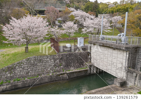 [Kyoto] The cherry blossoms were in full bloom and lit up along the walking path beside the Lake Biwa Canal in Yamashina. 139261579