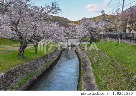 [Kyoto] The cherry blossoms were in full bloom and lit up along the walking path beside the Lake Biwa Canal in Yamashina. 139261580