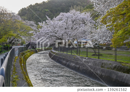 [Kyoto] The cherry blossoms were in full bloom and lit up along the walking path beside the Lake Biwa Canal in Yamashina. 139261582