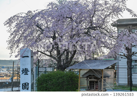 [Kyoto] The cherry blossoms were in full bloom and lit up along the walking path beside the Lake Biwa Canal in Yamashina. 139261583
