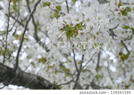 [Kyoto] The cherry blossoms were in full bloom and lit up along the walking path beside the Lake Biwa Canal in Yamashina. 139261584
