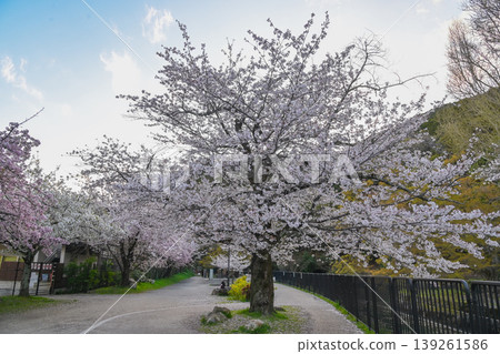 [Kyoto] The cherry blossoms were in full bloom and lit up along the walking path beside the Lake Biwa Canal in Yamashina. 139261586