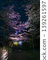 [Kyoto] The cherry blossoms were in full bloom and lit up along the walking path beside the Lake Biwa Canal in Yamashina. 139261597