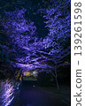 [Kyoto] The cherry blossoms were in full bloom and lit up along the walking path beside the Lake Biwa Canal in Yamashina. 139261598