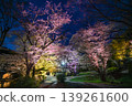 [Kyoto] The cherry blossoms were in full bloom and lit up along the walking path beside the Lake Biwa Canal in Yamashina. 139261600