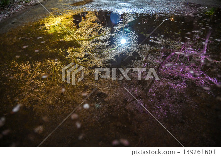 [Kyoto] The cherry blossoms were in full bloom and lit up along the walking path beside the Lake Biwa Canal in Yamashina. 139261601