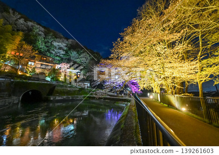 [Kyoto] The cherry blossoms were in full bloom and lit up along the walking path beside the Lake Biwa Canal in Yamashina. 139261603