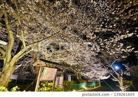[Kyoto] The cherry blossoms were in full bloom and lit up along the walking path beside the Lake Biwa Canal in Yamashina. 139261605