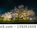 [Kyoto] The cherry blossoms were in full bloom and lit up along the walking path beside the Lake Biwa Canal in Yamashina. 139261608