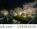 [Kyoto] The cherry blossoms were in full bloom and lit up along the walking path beside the Lake Biwa Canal in Yamashina. 139261610