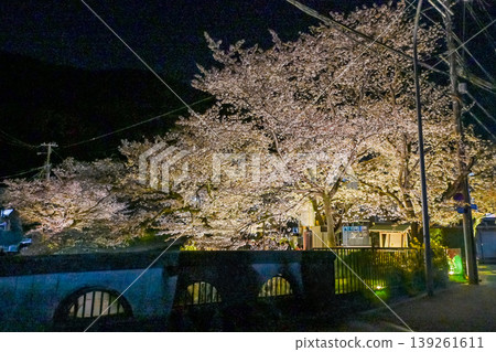 [Kyoto] The cherry blossoms were in full bloom and lit up along the walking path beside the Lake Biwa Canal in Yamashina. 139261611