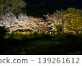 [Kyoto] The cherry blossoms were in full bloom and lit up along the walking path beside the Lake Biwa Canal in Yamashina. 139261612