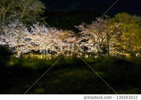 [Kyoto] The cherry blossoms were in full bloom and lit up along the walking path beside the Lake Biwa Canal in Yamashina. 139261612