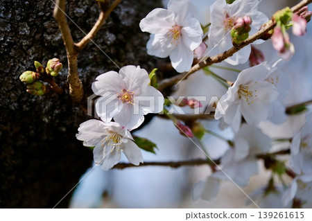 向島百花園的櫻花 向島百花園的櫻花 139261615
