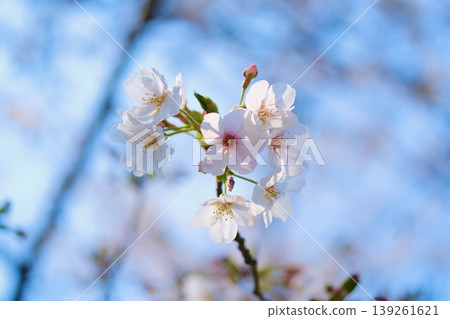 向島百花園的櫻花 向島百花園的櫻花 139261621