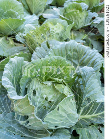 Organic Cabbage Plants with Insect Leaf Damage in Farm Organic Cabbage Plants with Insect Leaf Damage in Farm 139261623