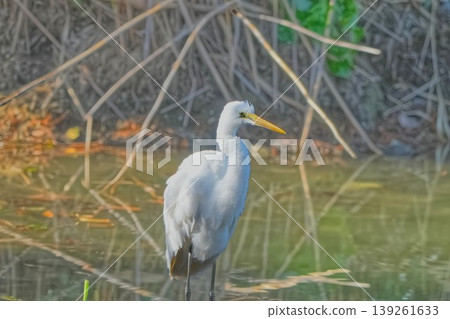Heron Heron 139261633