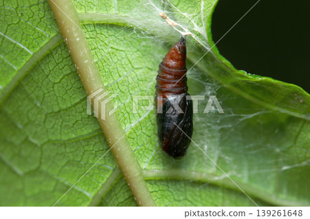 一隻紅棕色的蛾蛹懸掛在葉子的背面（日本戶外昆蟲生態微距攝影） 139261648