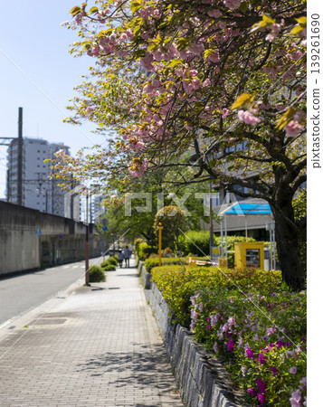 街景,盛開的重瓣櫻花。 街景,盛開的重瓣櫻花。 139261690