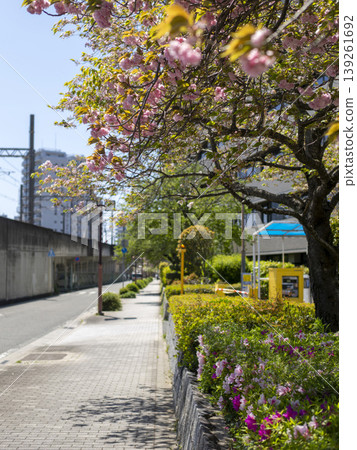 街景,盛開的重瓣櫻花。 街景,盛開的重瓣櫻花。 139261692