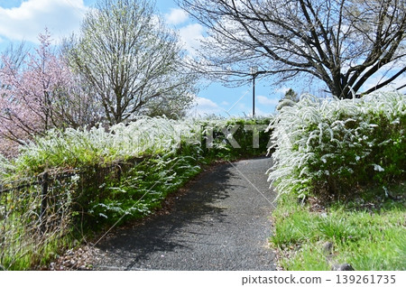 Walking path through a hedge of spirea Walking path through a hedge of spirea 139261735