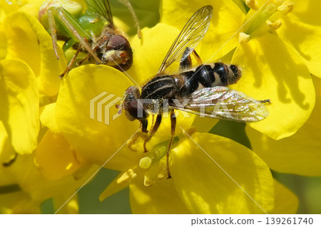 insect perched on flowers insect perched on flowers 139261740