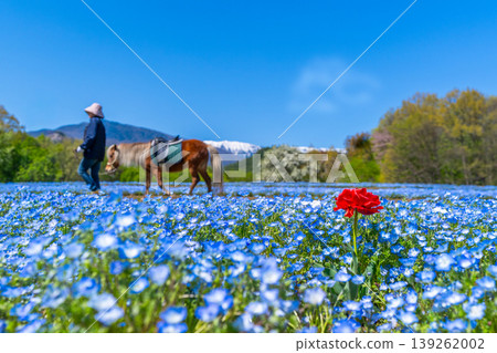 Nemophila fields and the Northern Alps at Azumino Park [Azumino City, Nagano Prefecture] 139262002