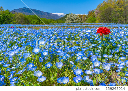 Nemophila fields and the Northern Alps at Azumino Park [Azumino City, Nagano Prefecture] 139262014